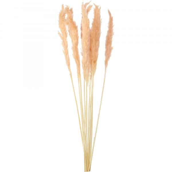 Decostar™ Natural Boho Dried Pampas Grass Plumes – 24″ 10pc/bag – Blush | Rental