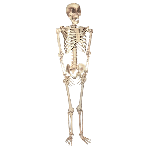 5ft. Skeleton (Mannequin Only) Prop | Rental 5ft. Skeleton (Mannequin Only) Prop | Rental