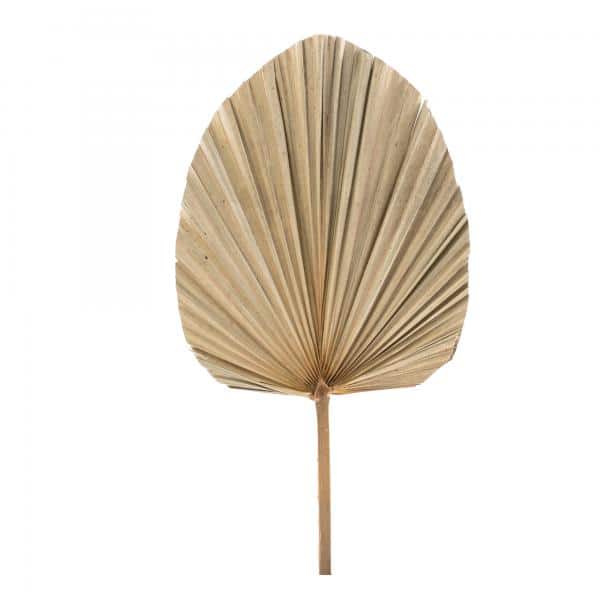 Decostar™ Dried Fan Palm Leaf – 19″ | Rental