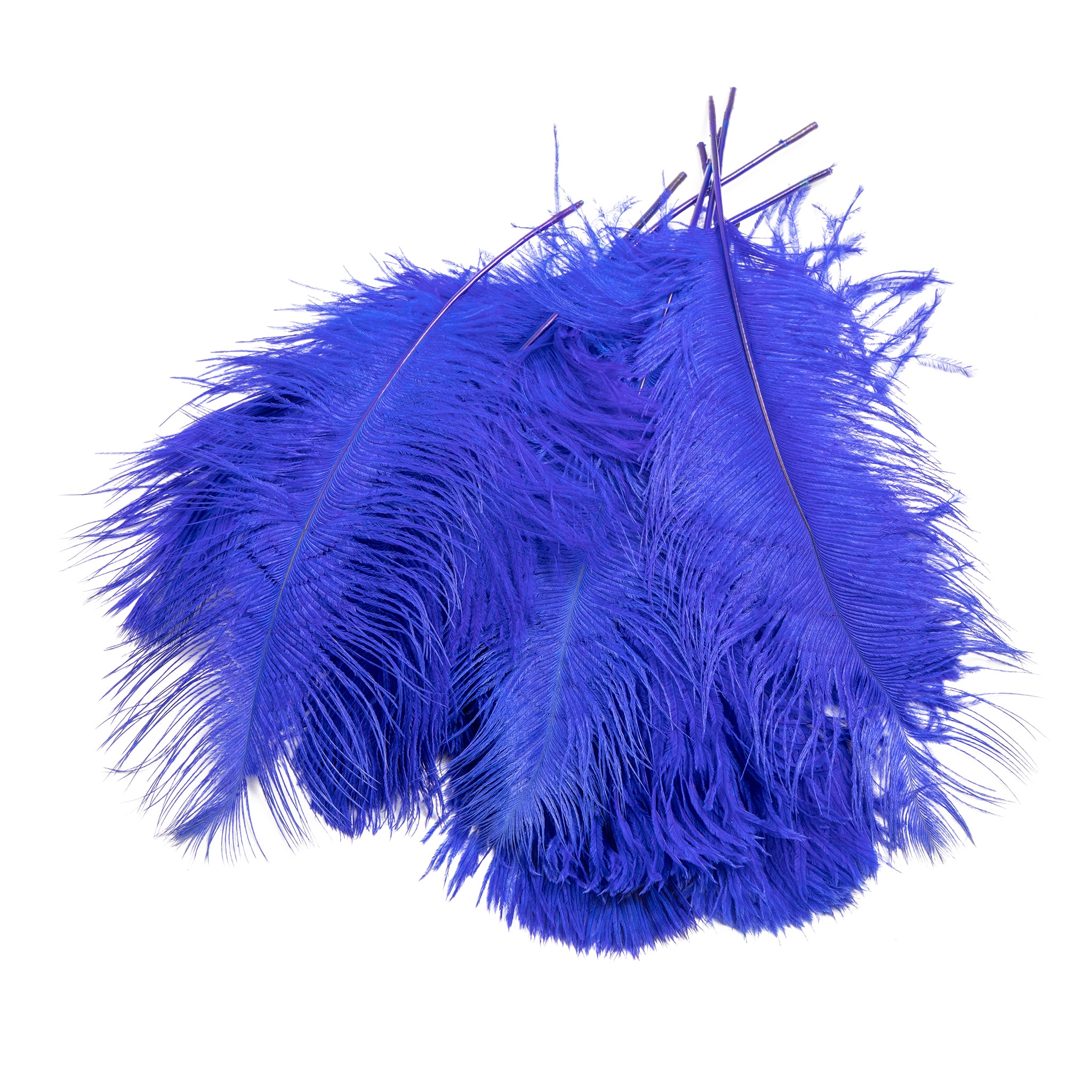 Ostrich Feathers 14″-16″ (10 pcs) – Royal Blue | Rental